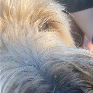 Meet your Posher, Airdrop